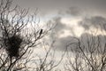 Magpie near its nest. cloudy sky. homesickness