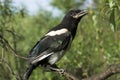 Magpie nestling