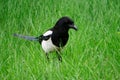 Magpie opened the beak, walking in the fresh spring green grass. Ornithology