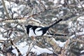 Magpie Pair in a Cottonwood Tree