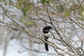 A magpie perched on a bare tree on a sunny spring day, shallow depth of field