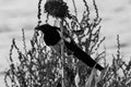 A Magpie perched on a burnt out sunflower at the end of summer