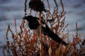 A Magpie perched on a burnt out sunflower at the end of summer Royalty Free Stock Photo