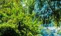 Magpie perched in small tree Royalty Free Stock Photo