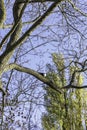 Magpie Perched on Tree Branch Against Blue Sky Royalty Free Stock Photo