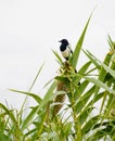 Magpie perching on top of a reed plant Royalty Free Stock Photo