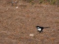 magpie Pica pica bird on the ground black and white animal wildl