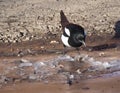 Magpie Or Pica Hudsonia On Patially Frozen Puddle Royalty Free Stock Photo