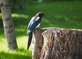 Magpie Or Pica Hudsonia On Patially On Tree Stump Royalty Free Stock Photo