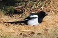 Magpie Or Pica Hudsonia Sitting On Grass Royalty Free Stock Photo