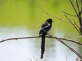 Magpie Or Pica Hudsonia Sitting On Tree Branch Royalty Free Stock Photo