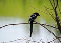 Magpie Or Pica Hudsonia Sitting On Tree Branch Royalty Free Stock Photo