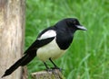 Magpie perched on stump against a background of green grass