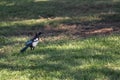 Magpie Pica pica of the corvidae family