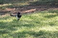 Magpie Pica pica of the corvidae family