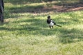 Magpie Pica pica of the corvidae family