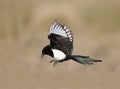 Magpie, Pica pica Royalty Free Stock Photo