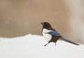 Magpie under the snow