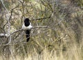 Magpie (Pica pica) spotted outdoors Royalty Free Stock Photo