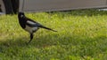 Magpie Pica pica walks on the green grass