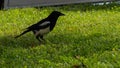 Magpie Pica pica walks on the green grass