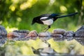 Magpie in profile jumping on the rocks at the pond