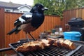 a magpie pulling out a piece of meat from an unattended barbecue grill