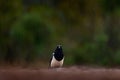 Magpie in rain. Magpie in the water, Pica pica, black and white bird with long tail, in the nature habitat, clear background.