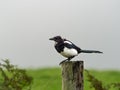 Magpie resting on top of an old wooden post in a rural area Royalty Free Stock Photo