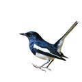 Magpie Robin bird