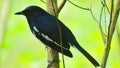 Magpie robin/Doel