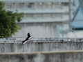 Magpie robin on the rooftop