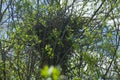 Magpie`s nest