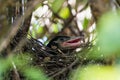 Magpie`s nestling