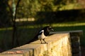 Magpie on the scrounge Royalty Free Stock Photo