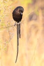 Magpie Shrike