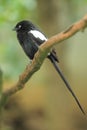 Magpie shrike