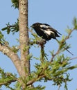 A magpie shrike