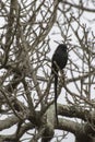 Magpie Shrike - Birds of The Great Lumpopo Transfrontier Park