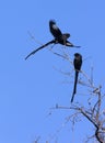 Magpie Shrike - Botswana - Africa