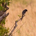 A Magpie Shrike on a branch
