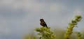 Magpie Shrike ( Corvinella melanoleuca) Pilanesberg Nature Reserve, South Africa