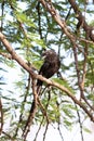 The magpie shrike - Corvinella melanoleuca