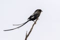 Magpie shrike on a twig