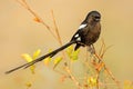 A magpie shrike perched on a branch, Kruger National Park, South Africa