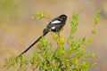 A magpie shrike perched on a branch, Kruger National Park, South Africa