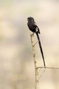 Magpie shrike perched