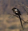 Magpie shrike perched on thorn tree Royalty Free Stock Photo