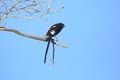 A magpie shrike Royalty Free Stock Photo