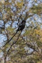 Magpie shrike Urolestes melanoleucus or the African long-tailed shrike perched on a tree branch